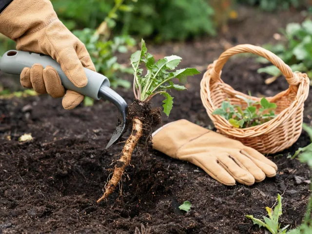 Hand weeder removing a taproot