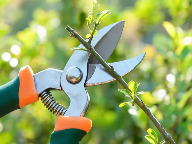 Pruning branches with Fiskars style bypass shears